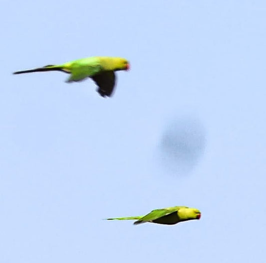 Birds plane..