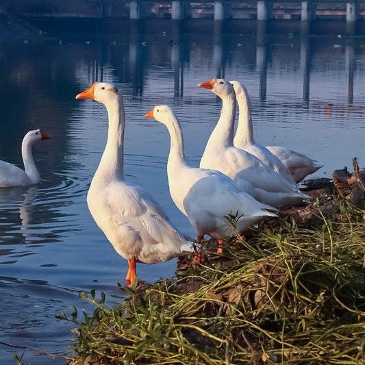 Grace in Stillness