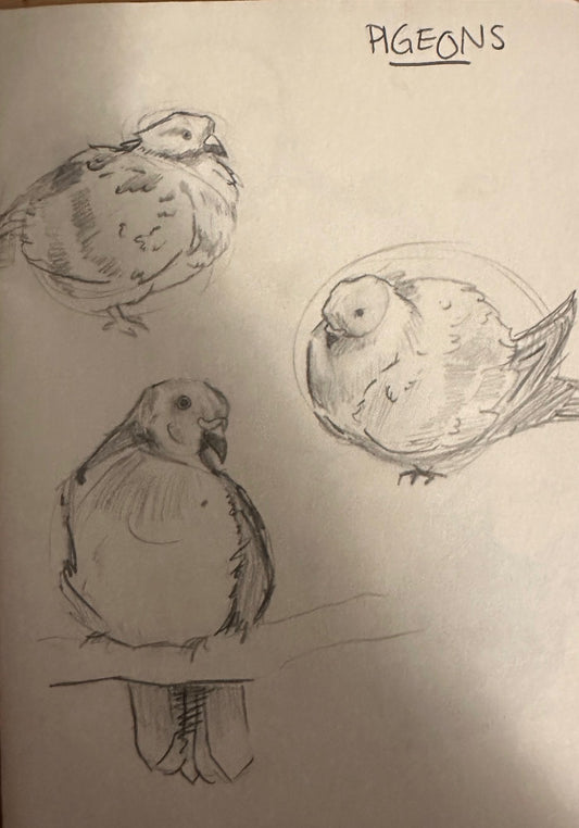 Pigeons